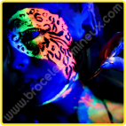 Peinture Fluorescente Corps 10 ml